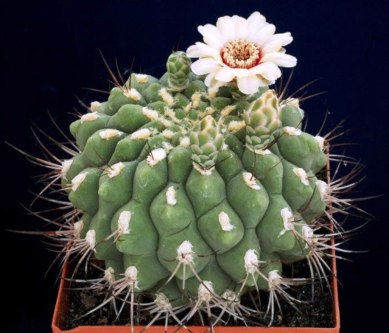 Gymnocalycium_2